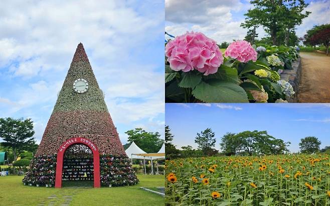 ▲ 무안연꽃축제가 열리는 회산백련지 전경 [전남 무안군]&nbsp;