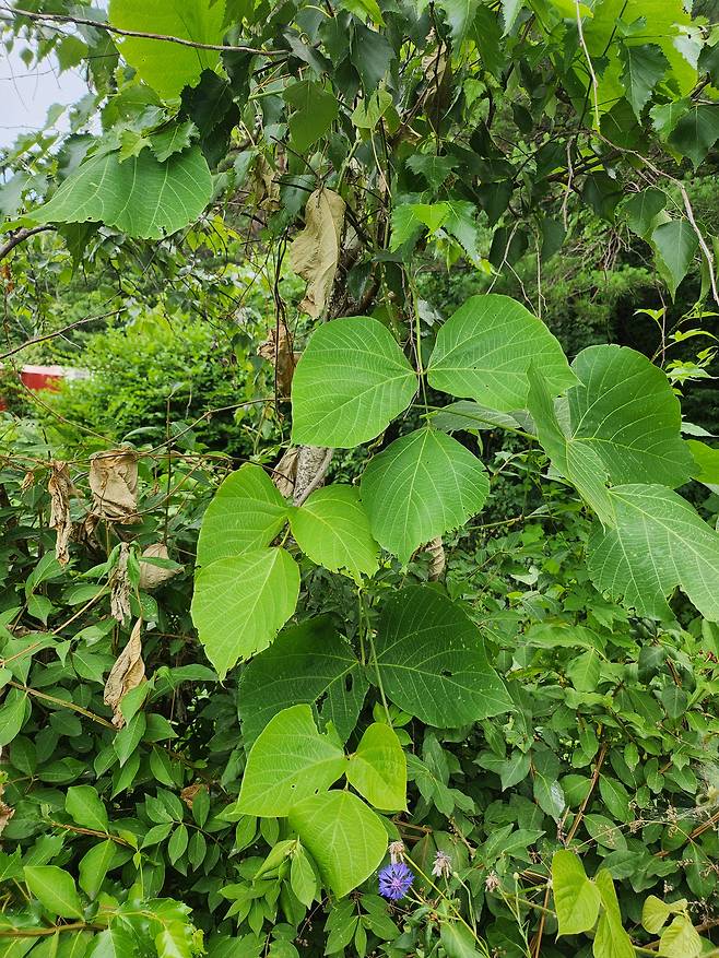 Leaves of kudzu cover various plants in a small garden. [OH KYUNG-AH]