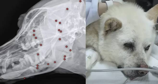 온몸에 70여개 총알이 박힌 유기견의 모습. VIP동물의료센터