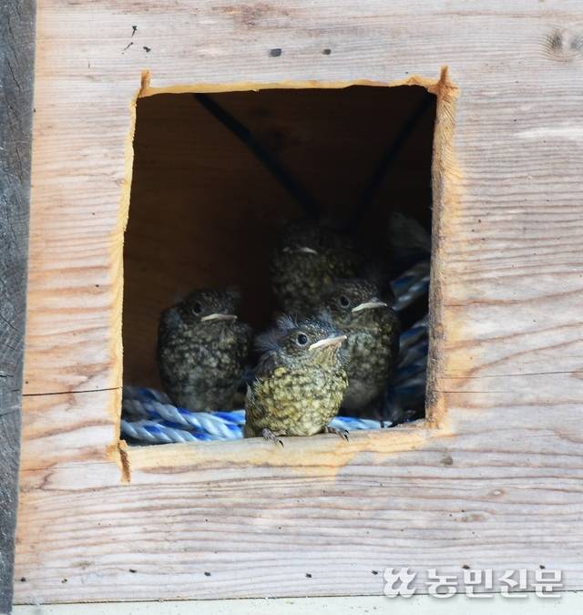 이소 시기를 앞둔 딱새들. 어린 개체라 부리 기부가 길게 드러났고 솜털도 비죽비죽 달려 있다.