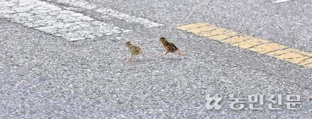 둥지에서 나와 도로를 건너고 있는 꿩 새끼(꺼병이) 두마리. 위험한 길가에 있어 안전한 수풀로 옮겨줘야 한다.