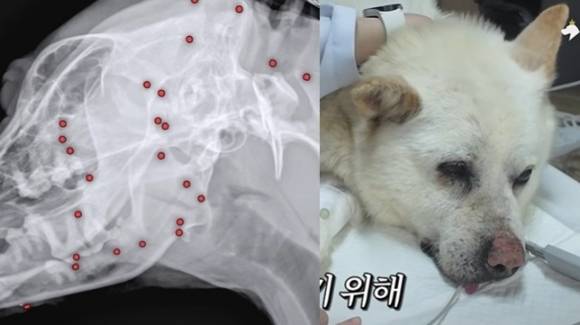 유기 상태에서 구조돼 해외 입양을 준비하던 백구 ‘귀동이’(오른쪽)의 온몸에 총알 70여개가 박혀 있었다. 자료 : VIP동물의료센터 인스타그램