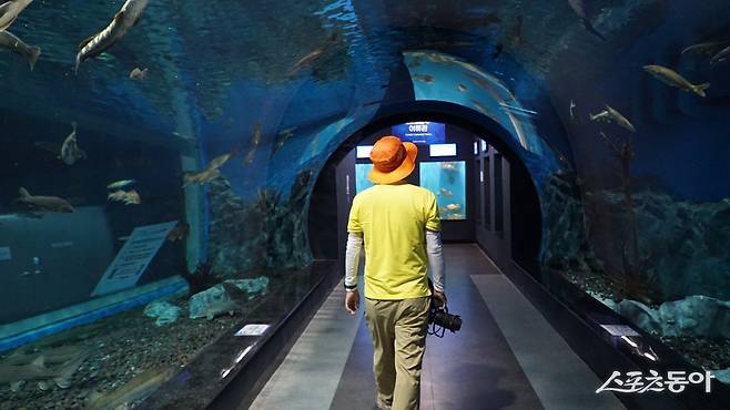 충북아쿠아리움의 대형 수중터널.  2024년 5월 개장한 강, 호수, 하천 등 담수(민물)에 사는 생물 중심으로 전시하는 아쿠아리움이다    괴산｜김재범 기자 oldfield@donga.com