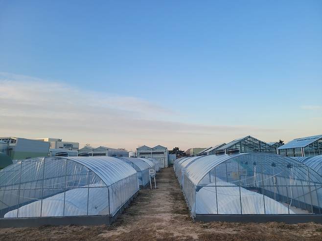 국산 온실용 폴리올레핀 필름 적용한 참외 하우스 [농진청 제공. 재판매 및 DB 금지]