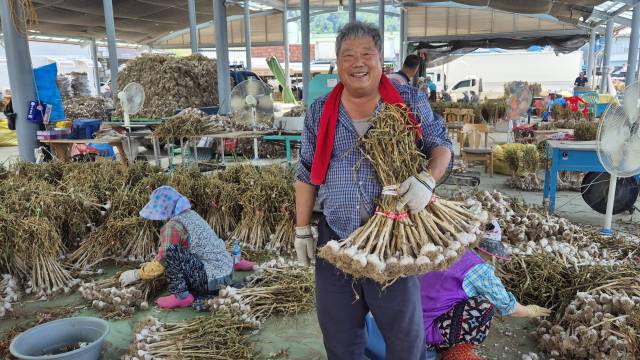 의성마늘시장에서 한 마늘재배 농민이 크기에따라 마늘을 분류하며 환하게 웃고 있다.