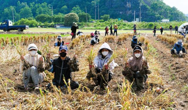 의성마늘밭에서 이주노동자들이 마늘을 수확하고 있다.