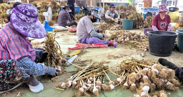 마늘을 분류작업하는 의성어르신들
