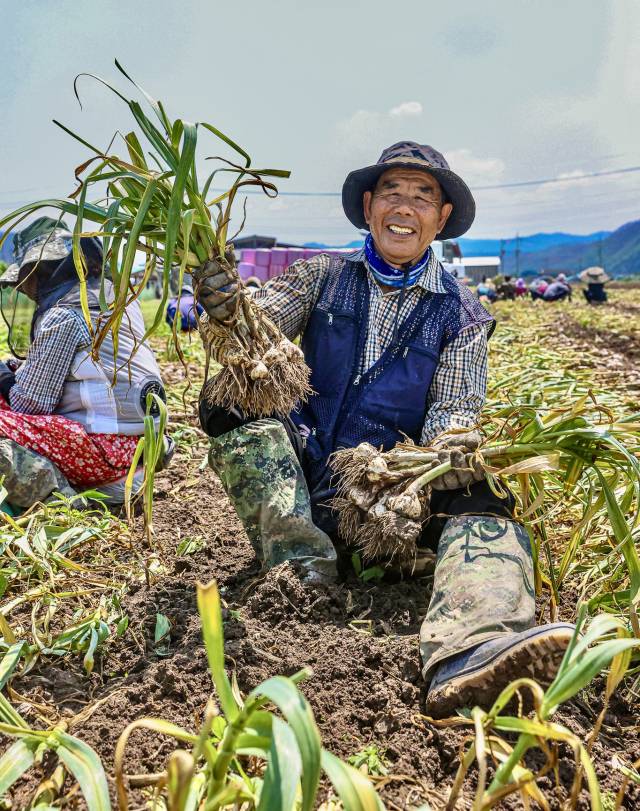 마늘을 수확한 한 농부가 환하게 웃고 있다. 의성군청 제공