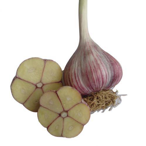 의성마늘은 종대를 중심으로 마늘쪽의 끝이 붙어있는 것이 특징이다.