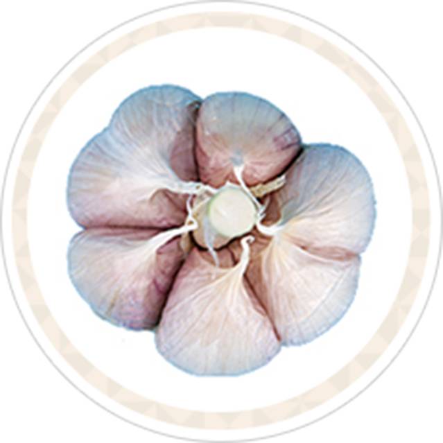 난지형 마늘은 종대와 마늘쪽 사이에 공간이 있는 것이 특징이다.