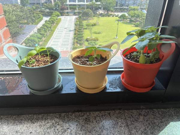 1학년 2반 학생들이 정성을 다해 가꾸어 온 바질과 토마토, 해바라기가 학생들의 따뜻한 마음과 꾸준한 돌봄 속에서 아름답게 성장하는 모습