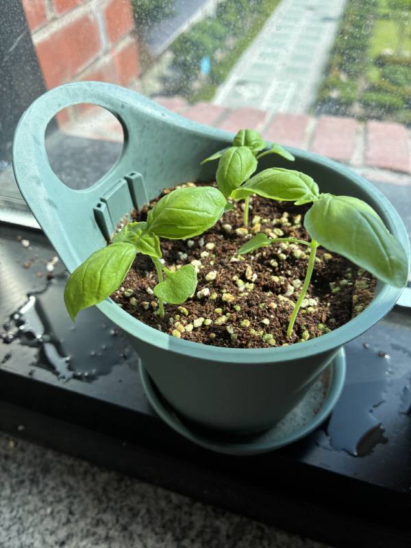 1학년 2반 학생들이 정성을 다해 가꾸어 온 바질과 토마토, 해바라기가 학생들의 따뜻한 마음과 꾸준한 돌봄 속에서 아름답게 성장하는 모습