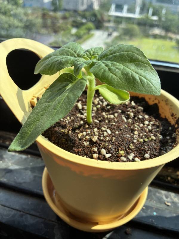 1학년 2반 학생들이 정성을 다해 가꾸어 온 바질과 토마토, 해바라기가 학생들의 따뜻한 마음과 꾸준한 돌봄 속에서 아름답게 성장하는 모습