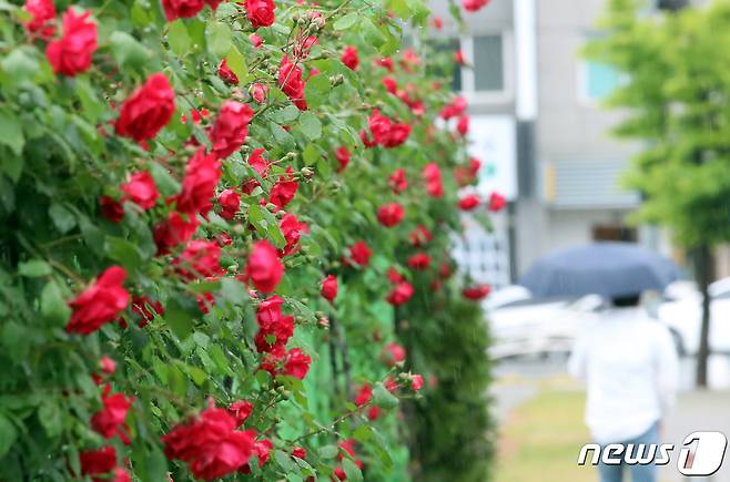 (대전충남=뉴스1) 최형욱 기자 = 26일 대전·충남은 대체로 흐린 가운데 오전까지 가끔 비가 내리는 곳이 있을 것으로 예보됐다. 대전 중구 도로변에 핀 장미 옆으로 우산 쓴 시민이 걸어가고 있다. /뉴스1 ⓒ News1 김기태 기자