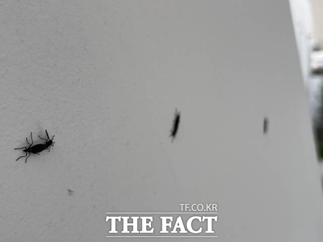 서울시는 동양하루살이, 붉은등우단털파리(러브버그) 등 유행성 생활불쾌곤충에 대해 약품 사용 없는 친환경 방제를 실시한다. 사진은 '러브버그'라고 불리는 붉은등우단털파리 3마리가 한 아파트 외벽에 붙어있는 모습. /더팩트 DB