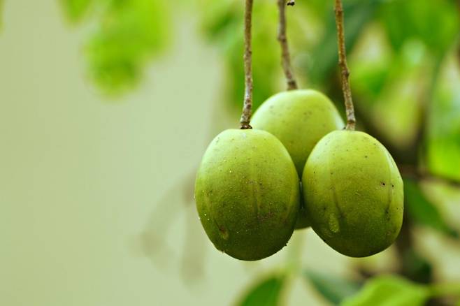 이정현의 매실비빔면 화제…6월 매실, 알고 먹으면 더 건강하다 (사진: 픽사베이)