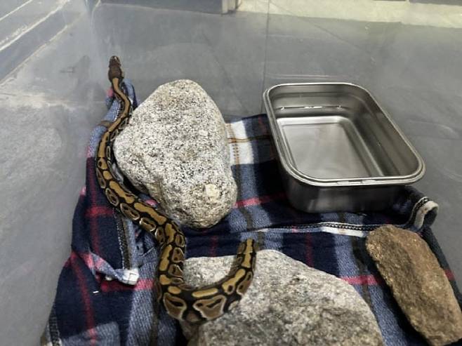 강원 양양 소재의 한 호텔 객실에서 포획된 비단뱀./양양소방서
