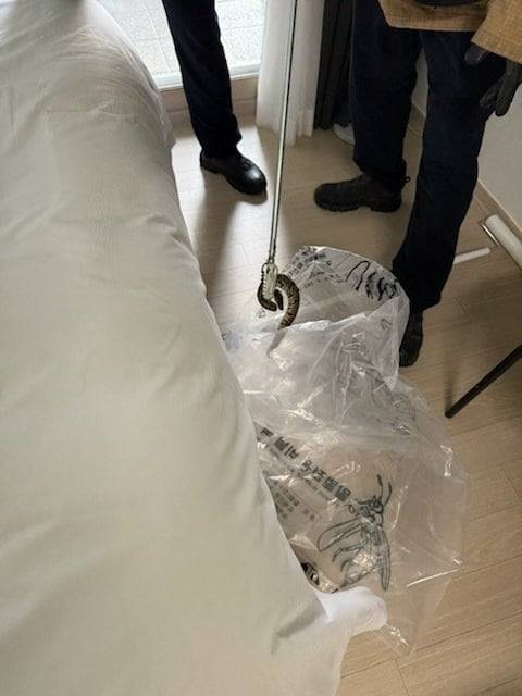 강원 양양 소재의 한 호텔 객실에서 비단뱀이 발견돼 소방당국이 포획에 나섰다./양양소방서