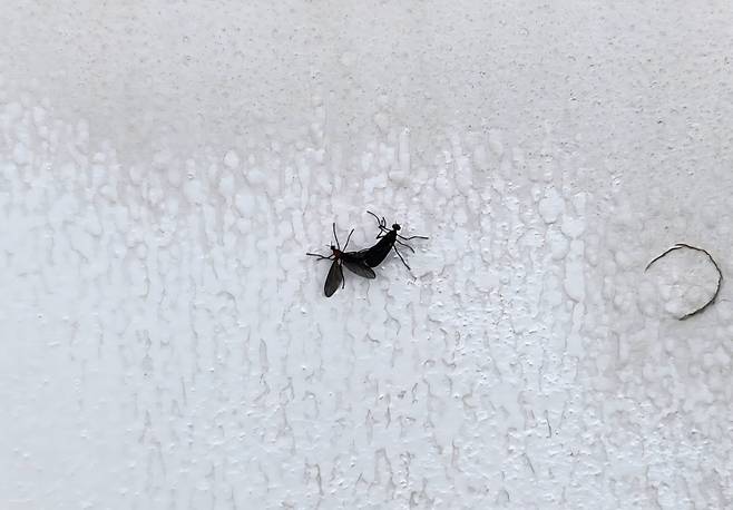 24일 오전 10시쯤 서울 광화문의 한 빌딩 옥상 벽면에 러브버그 한 쌍이 붙어 있다. /김관래 기자