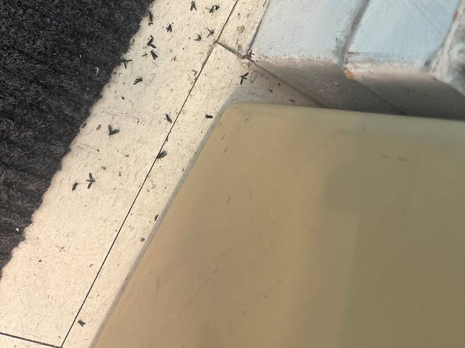 24일 오전 10시쯤 서울 은평구에 위치한 봉산 인근의 한 가게. 출입문 쪽 바닥에 러브버그 사체가 쌓여있다. /이호준 기자