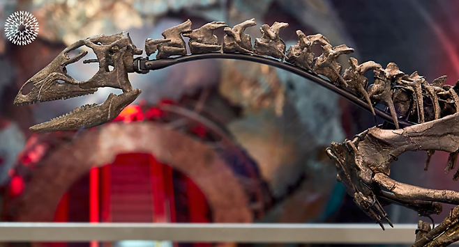 런던 자연사박물관에 전시된 ‘이니그마커서 몰리보스웨이크’ 공룡 골격은 약 1억 5천만 년 전 미국에서 발견된 강아지 크기의 초식공룡으로, 긴 꼬리와 빠른 달리기 능력을 지녔다. (사진=Natural History Museum)