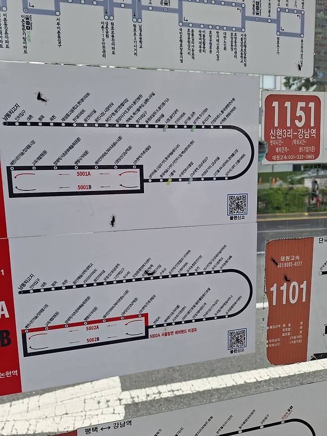 현재 도로에 벌레 천국이네요