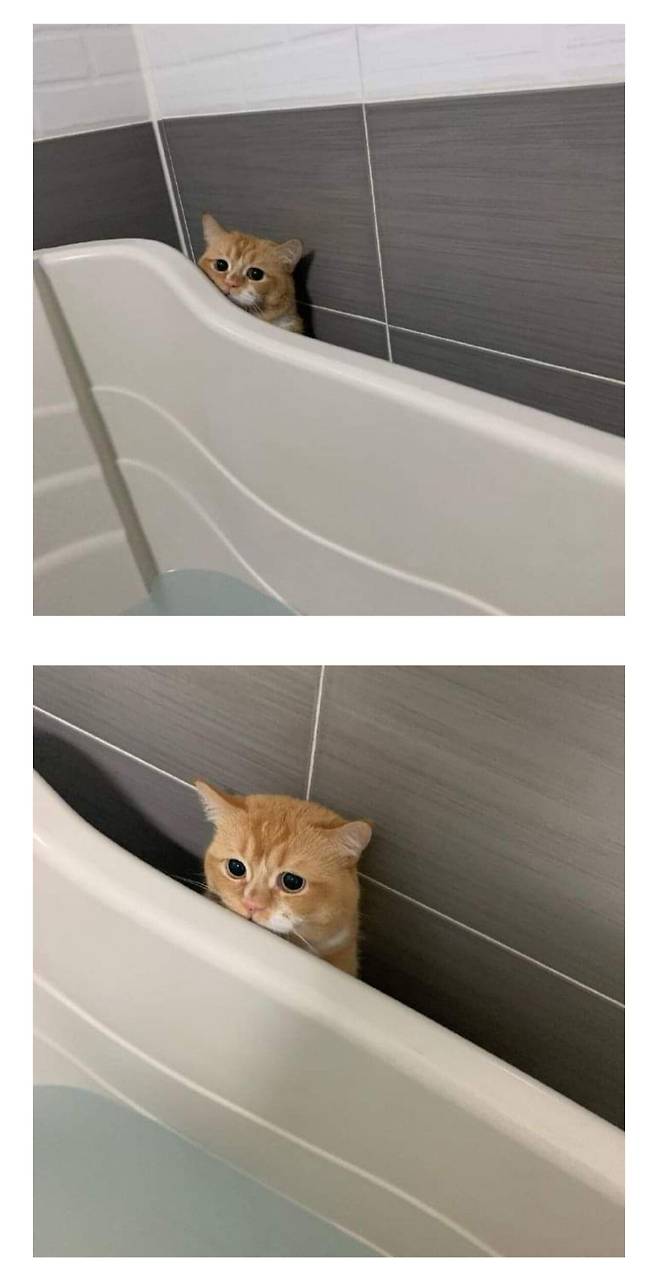 목욕하기 싫은 고양이
