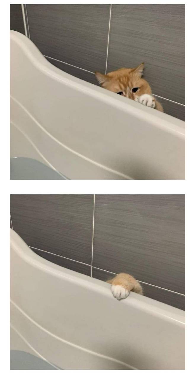 목욕하기 싫은 고양이