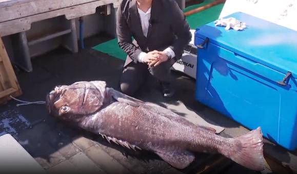 부산에서 포획된 170cm 초대형 돗돔. SBS 뉴스 보도화면 갈무리