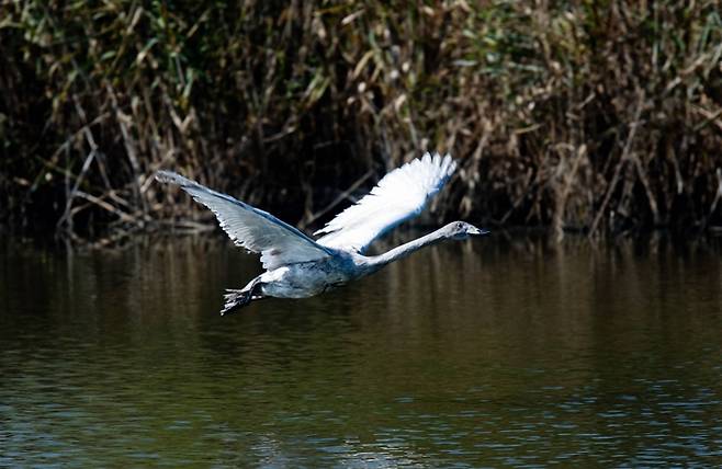 에버랜드 큰고니 / 사진=삼성물산