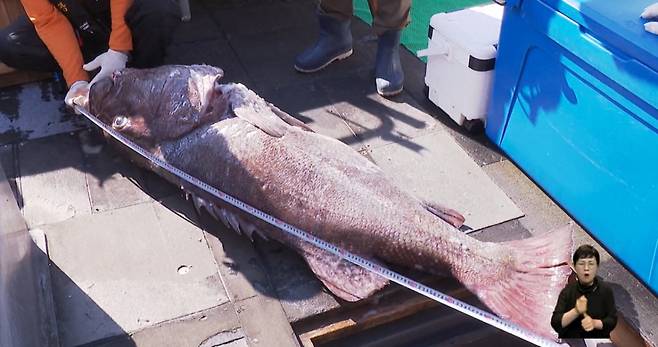 최근 부산 해역에서 잡힌 돗돔. 몸 길이가 170㎝에 이른다./사진=KNN 보도화면 캡처