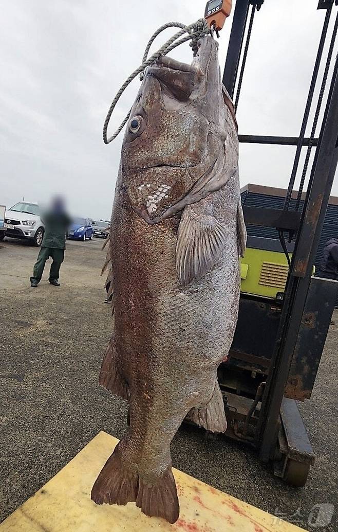 지난 2월 제주 해역에서 잡힌 돗돔/사진=뉴스1(블로그 갈무리)