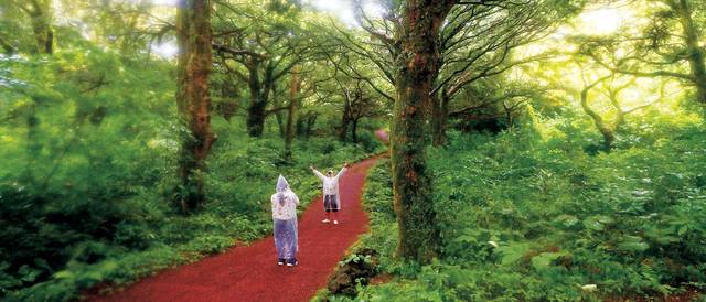 비 내리는 날의 비자림 숲길. 비가 오면 고른 광량의 빛 덕분에 숲이 또렷해지고 사위는 고요해지며, 나무 향은 짙어진다. 비자림은 맑은 날보다 흐린 날이, 흐린 날보다 비 오는 날의 정취가 훨씬 더 좋다.