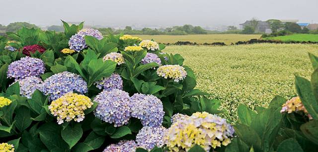 제주 북동쪽 구좌읍의 작은 마을 종달리에는 도로 옆에 수국을 심은 ‘수국길’이 있다.