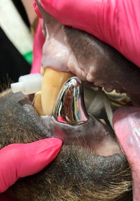 툰트라의 송곳니에 씌워진 은빛 크라운 [출처=사우스차이나모닝포스트]