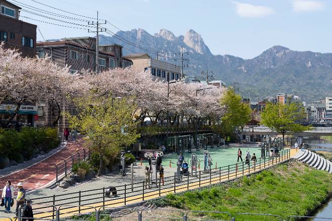 수유동 벚꽃길. 서울역사박물관 제공