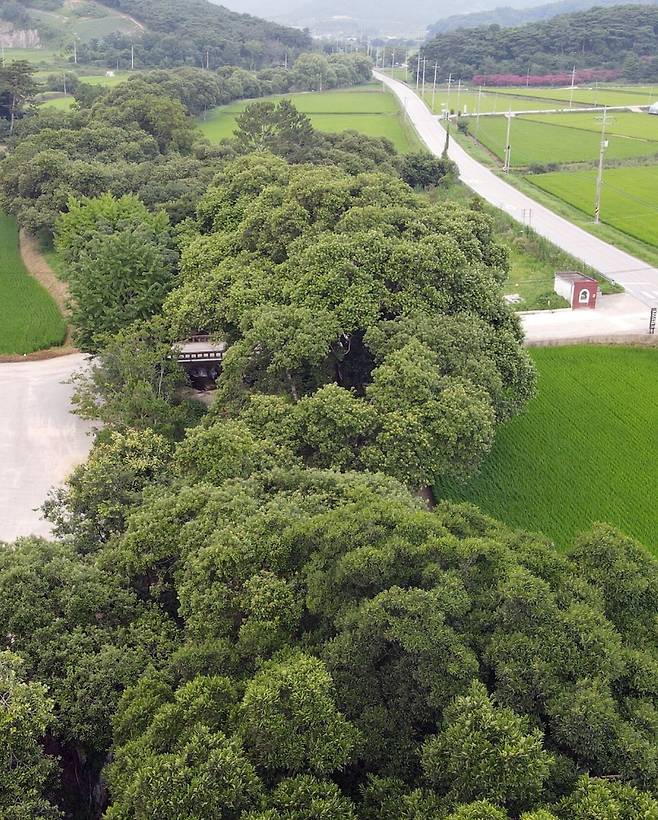 국가유산청이 국가지정유산 천연기념물로 지정 예고한 전북 고창군 성송면 하고리 삼태마을숲 모습. 고창군 제공