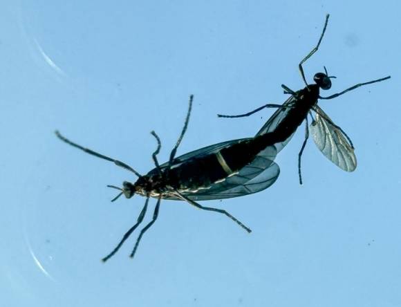 도심에 출몰한 러브버그 - 일명 ‘러브버그’로 알려진 붉은등우단털파리가 수도권 도심 곳곳에서 기승을 부리고 있다.   2024.6.20. 뉴스1