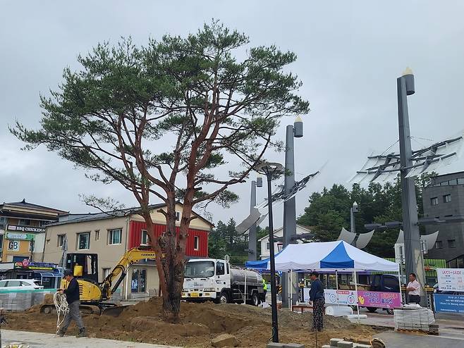 대관령면 상징 '올림픽 소나무'  [평창군 제공.재판매 및 DB 금지]