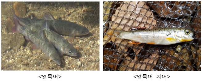 열목어 [원주지방환경청 제공.재판매 및 DB 금지]