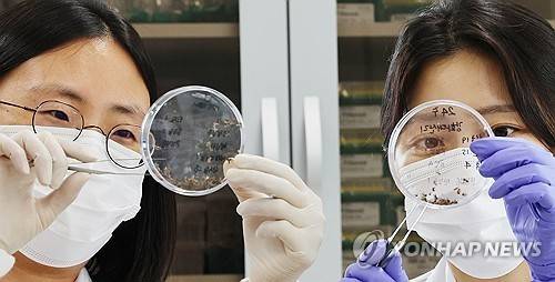 말라리아 매개 모기 분류 작업 [연합뉴스 자료사진]