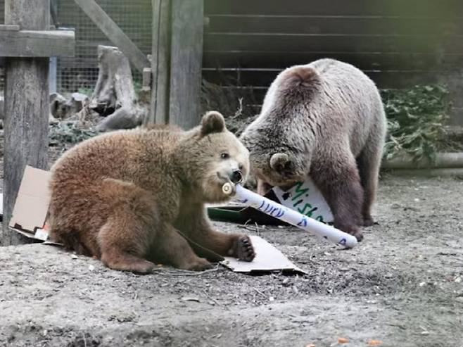 영국 동물원 와일드우드 데번에서 보호 중인 유라시아 불곰 두 마리 미슈와 루시. (사진=와일드우드 데번 인스타그램)