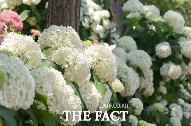 '제4회 공주 유구 색동수국정원 꽃 축제'가 27일 유구 색동수국정원과 유구 전통시장 일원에서 개막해 관람객을 맞고 있다. /공주시