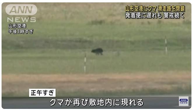 일본 야마가타공항 활주로에 곰이 침입해 항공편 10편 이상이 결항됐고, 곰은 아직 포획되지 않아 공항 측은 이튿날 아침까지 운항 여부를 보류한 상태다. 과학자들은 기후 변화로 인한 먹이 부족과 고령화에 따른 인구 감소로 곰이 도심까지 내려오는 일이 잦아지고 있다고 분석한다. / 뉴스1