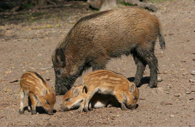 엄마 멧돼지와 새끼 멧돼지의 모습. 국립생물자원관 제공