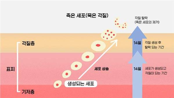 피부는 약 28일 주기로 세포를 재생하는 '턴오버' 과정을 반복하는데, 이 주기가 길어지면 피부가 칙칙해지고 각종 트러블이 생길 수 있다./사진=헬스조선DB