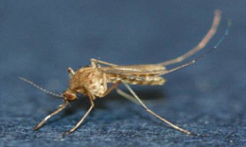 ▲  작은빨간집모기. [보건환경연구원 제공]