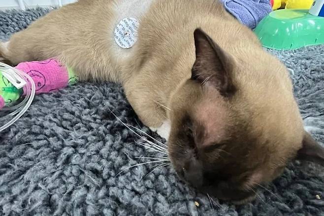 [뉴시스]세탁기 속에 들어갔음에도 살아남은 고양이 파블로. (사진=SASH) 2025.6.26 *재판매 및 DB 금지