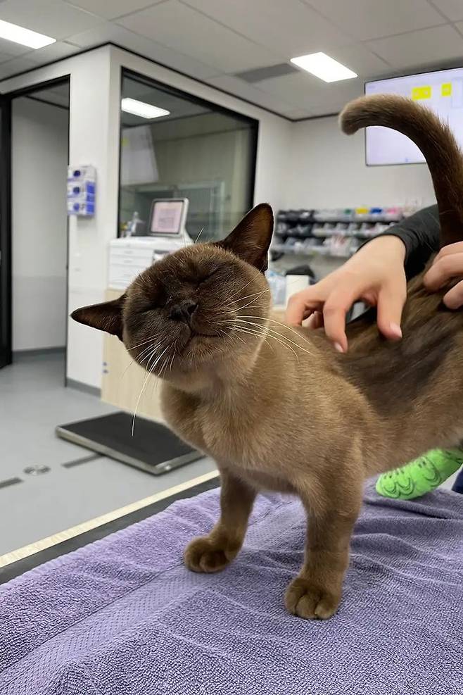 [뉴시스]세탁기 속에 들어갔음에도 살아남은 고양이 파블로. (사진=SASH) 2025.6.26 *재판매 및 DB 금지