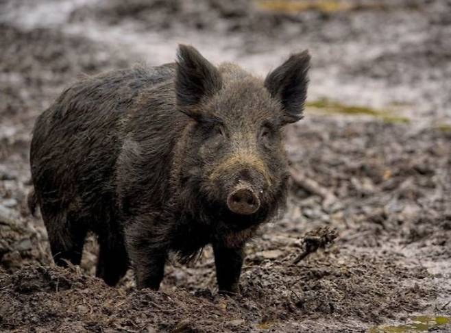 [서울=뉴시스] 멧돼지 사진. 사진은 기사 내용과 무관. 2025.06.27. photo@newsis.com *재판매 및 DB 금지